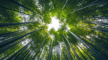 A dense forest of tall bamboo captured from a low angle, the stalks reaching straight up toward a luminous sky, creating a majestic viewの素材