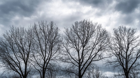 Cluster of bare trees with no leaves under a cloudy gray sky, symbolizing the end of the life cycleの素材