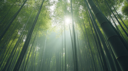 Dense bamboo grove with tall, swaying green trees, their thin leaves rustling softly as a breeze passes through the forestの素材
