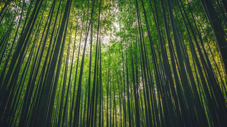 Dense bamboo grove with tall, swaying green trees, their thin leaves rustling softly as a breeze passes through the forestの素材
