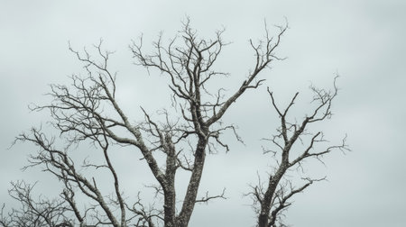 Cluster of bare trees with no leaves under a cloudy gray sky, symbolizing the end of the life cycleの素材