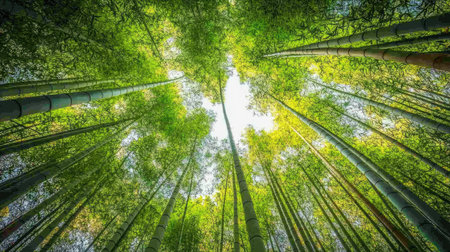 Dense bamboo forest, captured from a low angle, with the tall green stalks stretching upward toward a bright, sunlit skyの素材