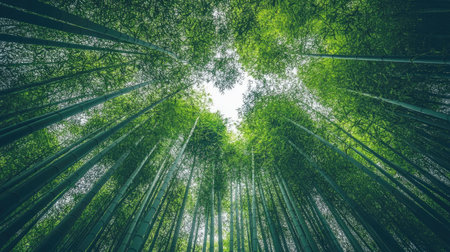 Dense bamboo forest shot from below, with the tall green stalks extending toward a bright sky, creating a dramatic upward perspectiveの素材
