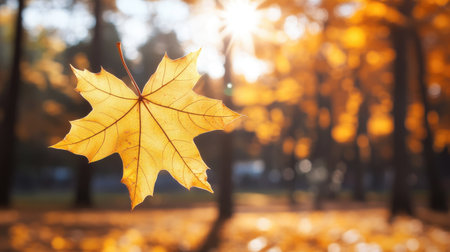 A vibrant yellow autumn leaf in focus with a background of soft, golden bokeh and orange trees, capturing the bright, sunny atmosphere of a park in fall.の素材