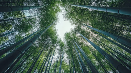 Low-angle shot of towering bamboo stalks in a dense forest, reaching skyward toward a clear, bright sky, creating a sense of aweの素材