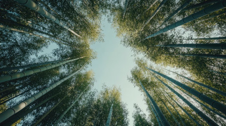 Low-angle view of a bamboo forest, the stalks reaching toward the sky in perfect symmetry, framed against a clear, bright sky ccba3b82f1a8の素材