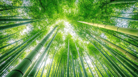 Low-angle perspective of a bamboo forest, the towering green stalks extending toward a bright sky, filling the frame with natural beautyの素材