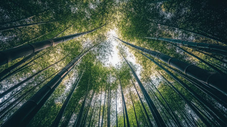 Low-angle view of towering bamboo in a dense forest, the stalks appearing even taller as they stretch toward a bright skyの素材