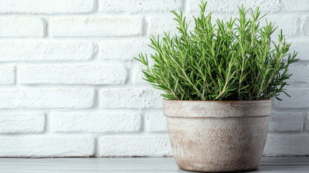 Lush green rosemary plant in a rustic planter, set against a white brick background. Ample space for text or product branding.の素材