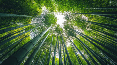 Imposing bamboo stalks rise up toward the bright sky, photographed from the forest floor to emphasize their height and densityの素材