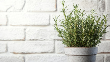 Aromatic rosemary growing in a pot against a white brick wall. Space for text on the left side, perfect for herb garden promotions.の素材