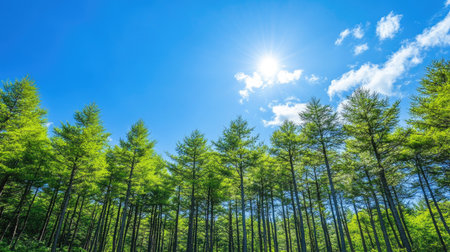 A beautiful stretch of green pine trees beneath a bright blue sky in Japan, with soft sunlight filtering through the branches, creating a peaceful forest atmosphere.の素材