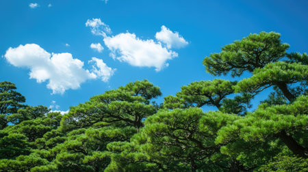 A scenic view of pine trees in Japan with their lush green needles swaying under a clear blue sky, perfect for capturing the essence of nature.の素材