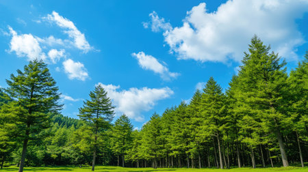 A tranquil forest of green pine trees in Japan, set against a bright, cloudless blue sky, offering a serene, natural scene perfect for outdoor themes.の素材