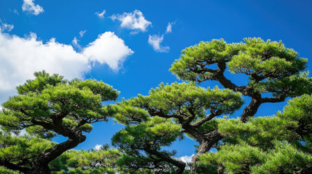 Japanese pine trees rise tall and green, reaching towards a vivid blue sky. A crisp, clear day showcasing the harmony of nature in this picturesque landscape.の素材
