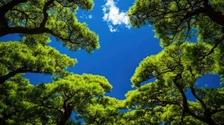 Lush pine trees contrast against a deep blue sky in Japan, highlighting the vibrant greenery and the serene beauty of this natural landscape.の素材