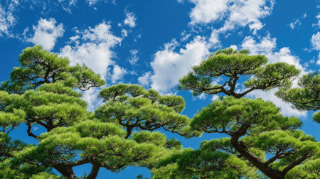 Japanese pine trees rise high with rich green foliage, contrasted against a brilliant blue sky. A perfect representation of natureaes simplicity and beauty.の素材