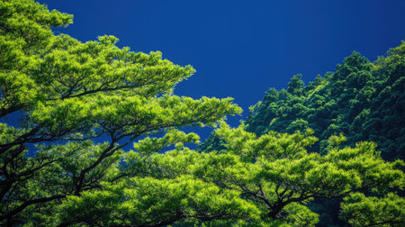 Lush pine trees contrast against a deep blue sky in Japan, highlighting the vibrant greenery and the serene beauty of this natural landscape.の素材