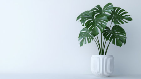 Monstera deliciosa in a white ceramic pot against a white backdrop. Large leaves with natural splits make this minimalist composition perfect for tropical plant lovers.の素材