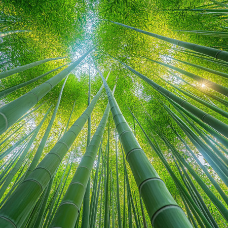 Serene bamboo forest with tall, green bamboo stalks stretching toward the sky, sunlight filtering through the leaves.aeの素材