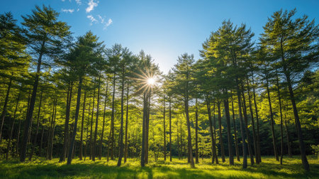 Sunlight filters through a grove of green pine trees in Japan, set against a clear blue sky, evoking a sense of calm and natural beauty.の素材