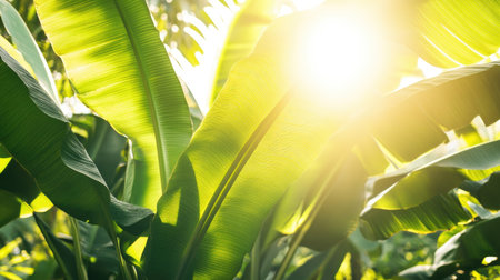Lush green banana leaves of the Dwarf Cavendish plants, with sunlight filtering through in a tropical garden setting.の素材