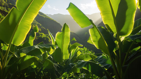 Dwarf Cavendish banana plants with long, broad green leaves swaying in the tropical breeze of the Canary Islands.の素材
