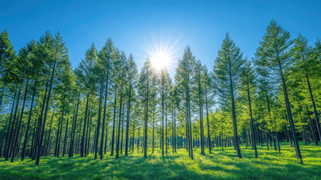 Sunlight filters through a grove of green pine trees in Japan, set against a clear blue sky, evoking a sense of calm and natural beauty.の素材