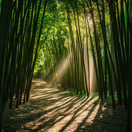 Sunlight breaking through the thick bamboo forest, casting long shadows on the ground, with rich green foliage. AEの素材