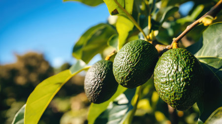Close-up of avocado fruit clusters on branches, surrounded by rich green leaves in a farm setting under clear blue skies.の素材