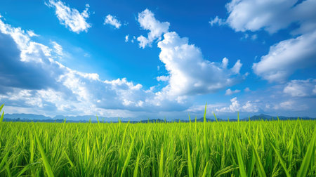 Bright green rice field under a sky of fluffy clouds and clear blue, highlighted on a white background, perfect for serene nature scenesの素材