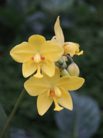 nature flowerの写真素材