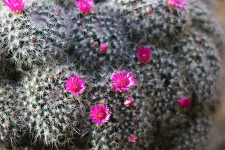 Cactus