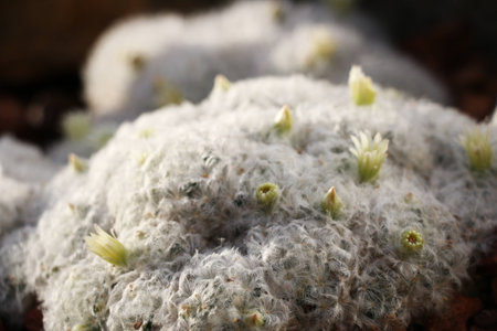 Cactus
