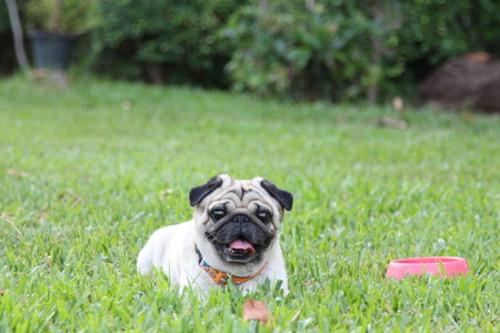 Dog on the fieldの写真素材