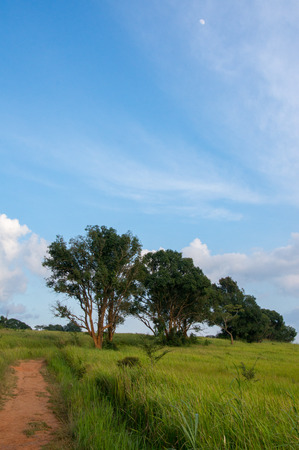 tree and grass under blue sky with white moonの写真素材