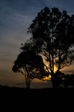 Sunlight behind a treeの写真素材