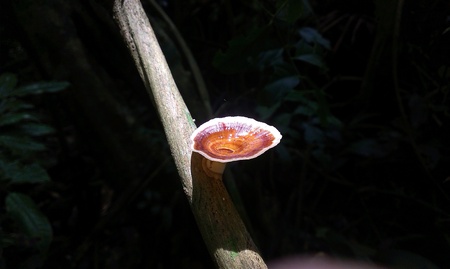 A Mushroom found in Khaoyai national park