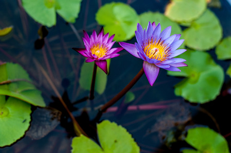 Lotus flower in pondの写真素材