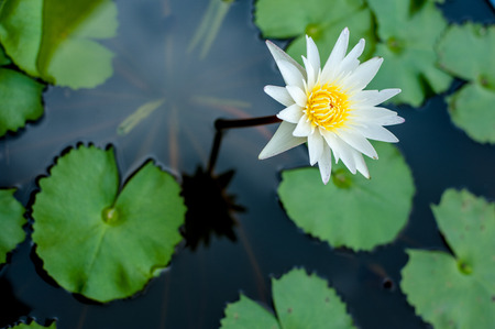 Lotus flower in pondの写真素材