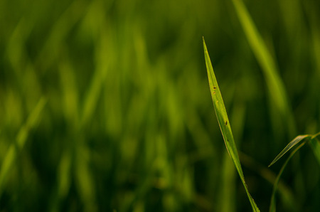 Closeup nature view of green leaf on blurred greenery background in garden with copy space using as background natural green plants landscape, ecology, fresh wallpaper concept.の写真素材