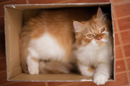 Ginger cat lies in box on tile background. Fluffy pet is going to sleep there.Funny cat sleeping in a box.cat in the boxの写真素材