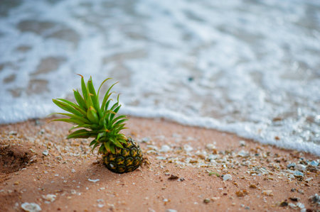 Pineapple on the beach.Tropical summer delights. Fresh pineapple on the beach.Pineapple on hawaii beach with soft wave.Pineapple on soft wave at summer in Hawaii beach.の写真素材