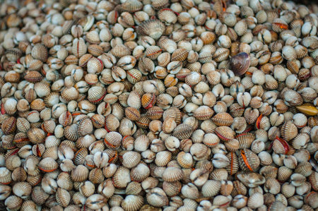 Fresh Blood cockle (Anadara granosa) in street market.