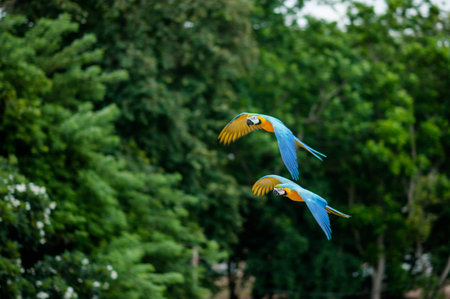 flying macaw,beautiful birds.の写真素材