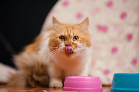 young cat after eating food from a plate showing tongue.Cute cat and bowl with dry food.Red cat and bowl of dry foodの写真素材
