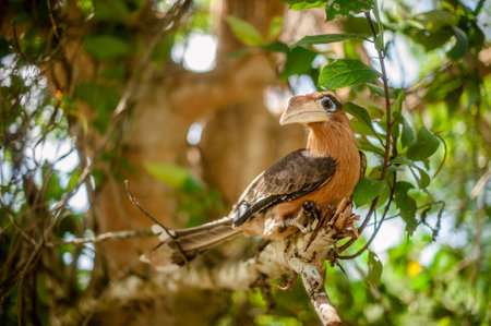 Hornbill bird .の写真素材