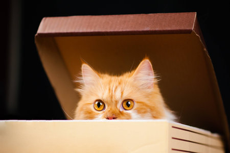 A cat plays hide and seek in a cardboard box.beautiful European cat in a delivery box.cat in the boxの写真素材