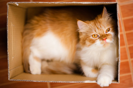 Ginger cat lies in box on wooden background. Fluffy pet is going to sleep there.の写真素材