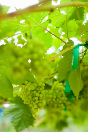 Vine and bunch of white grapes in garden.Fresh Green grapes on vine. Summer sun lights. Defocus picture.の写真素材